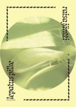 lepatus pilke